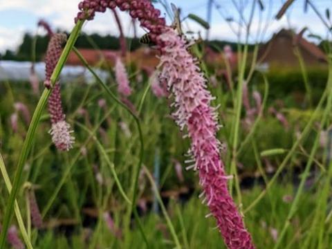 Sanguisorba ten. 'Pink Elephant'
