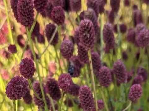 Sanguisorba officinalis 'Tanna'