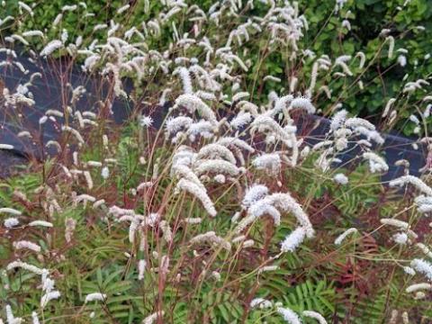Sanguisorba ten. var. alba