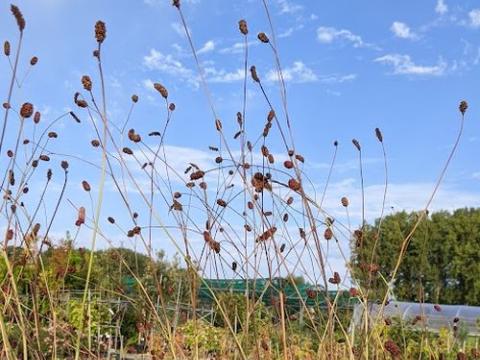 Sanguisorba ten. var. purpurea