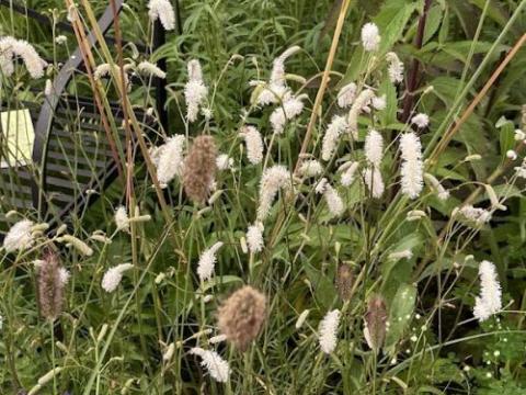 Sanguisorba officinalis 'White Tanna'
