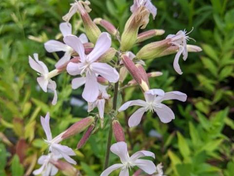 Saponaria officinalis
