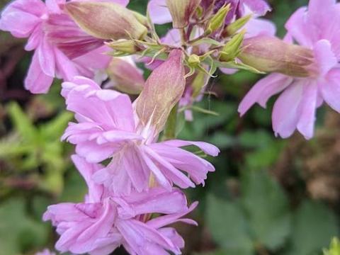 Saponaria officinalis ' Rosea Plena'
