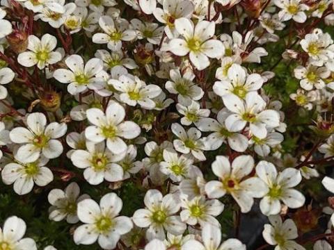 Saxifraga arendsii 'Pixie White'