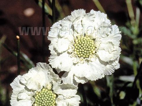 Scabiosa caucasica 'Alba'