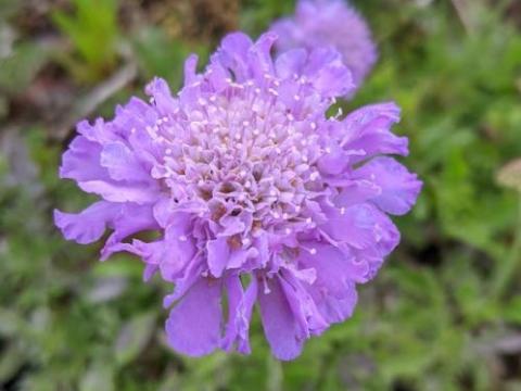 Scabiosa columbaria 'Butterfly Blue'