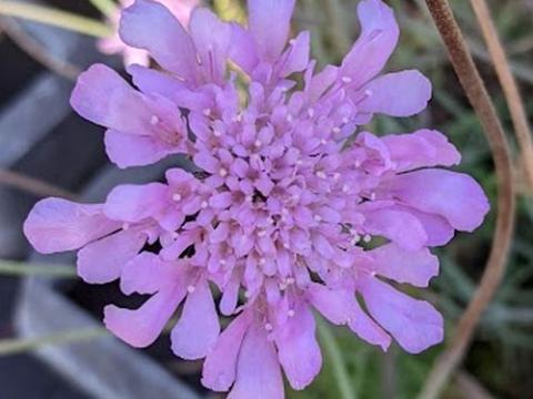Scabiosa columbaria