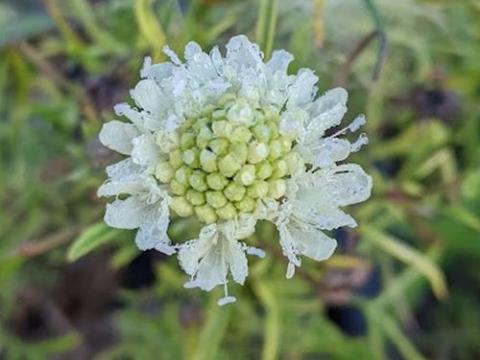 Scabiosa ochroleuca