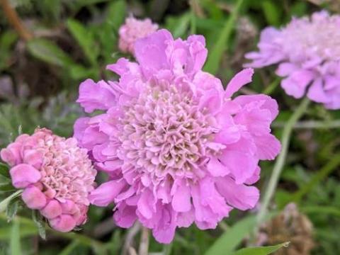 Scabiosa columbaria 'Pink Mist'