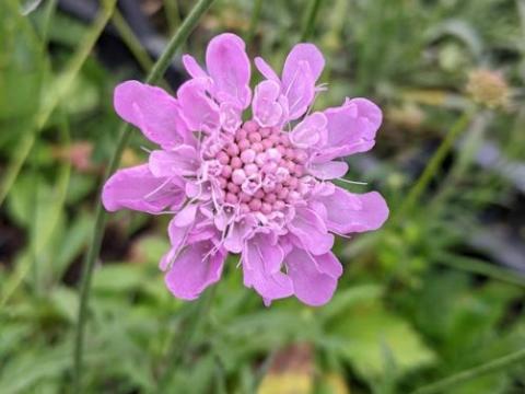 Scabiosa columbaria 'Pincushion Pink'