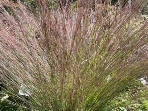 Schizachyrium sco. 'Blue Heaven' PBR