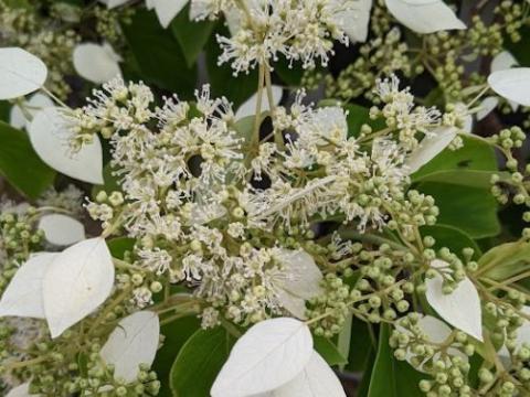 Schizophragma hydrangeoides 'Moonlight'