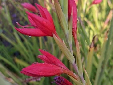 Schizostylis coccinea 'Major'