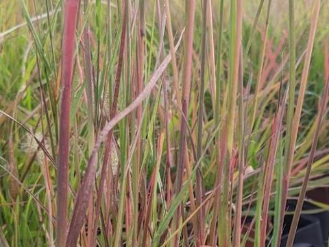 Schizachyrium scoparium  (Andropogon)
