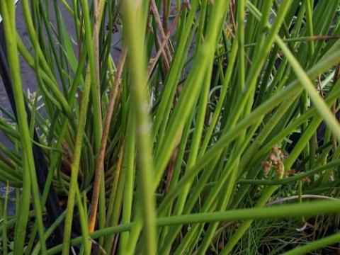 Scirpus lacustris
