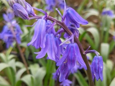 Hyacinthoides non-scripta (Scilla)