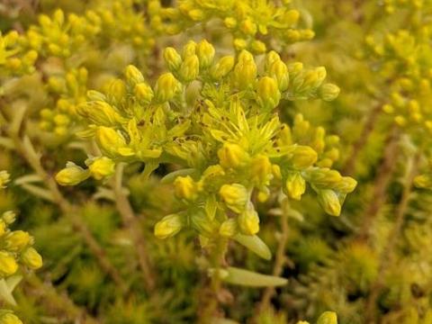 Sedum reflexum 'Angelina'