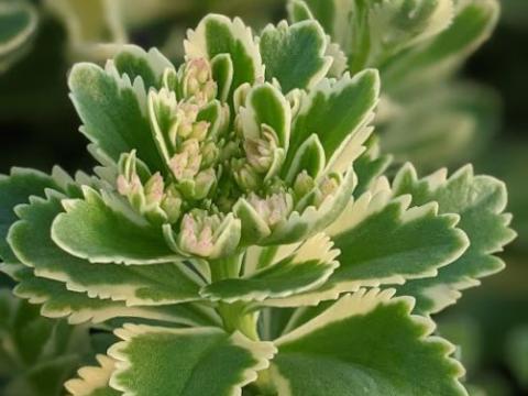 Sedum tak. 'Atlantis'