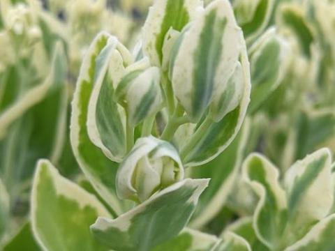 Sedum 'Frosty Morn'