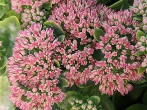 Sedum 'Herbstfreude'