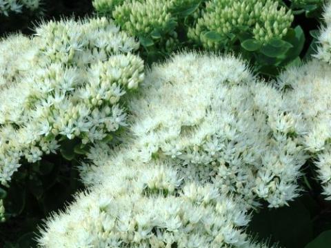 Sedum spectabile 'Iceberg'