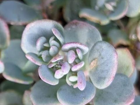 Sedum cauticola 'Lidakense'