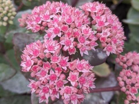 Sedum 'Matrona'