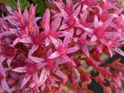 Sedum spurium 'Schorbuser Blut'