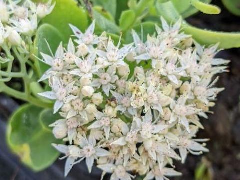 Sedum spectabile 'Star Dust'