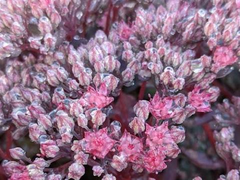 Sedum 'Sunsparkler Dazzleberry' PBR