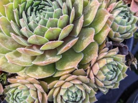 Sempervivum 'Ruby Star'