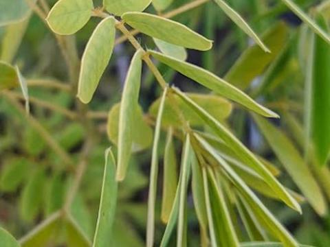 Senna hebecarpa (Cassia)