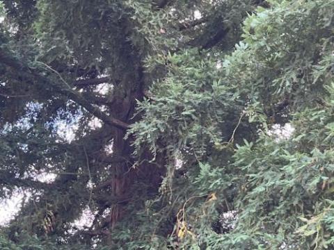 Sequoia sempervirens