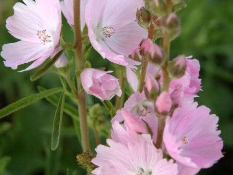 Sidalcea 'Elsie Heugh'