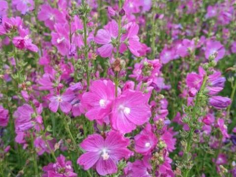 Sidalcea 'Partygirl'