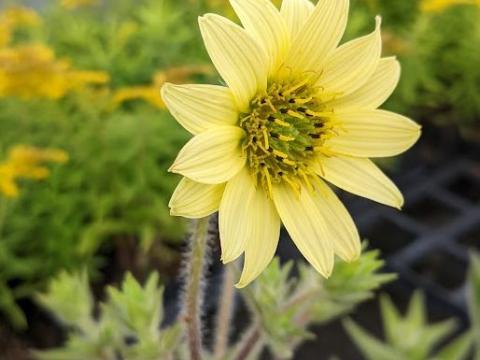 Silphium  mohrii