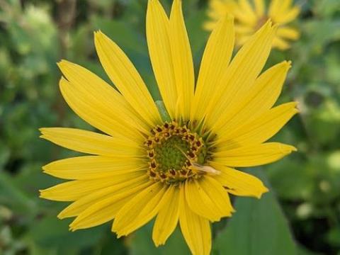 Silphium  perfoliatum