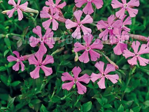 Silene schafta 'Splendens'