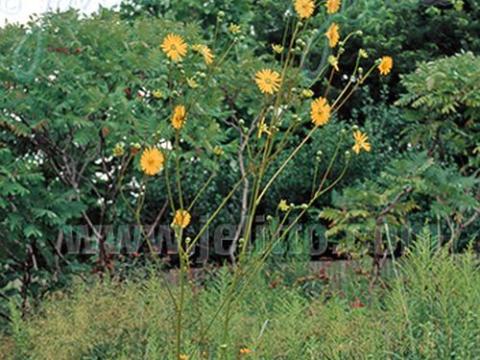 Silphium terebinthinaceum