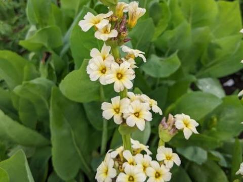Sisyrinchium striatum