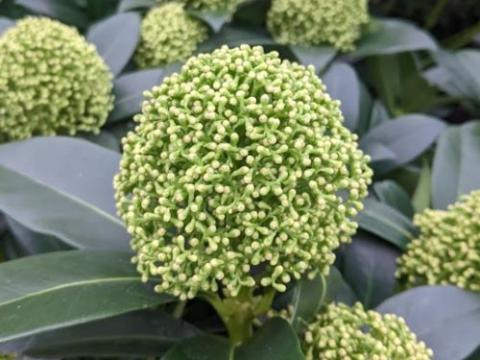 Skimmia japonica 'White Globe'