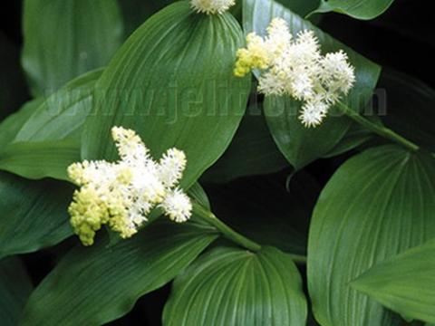 Smilacina racemosa