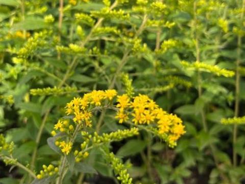 Solidago rugosa 'Fireworks'