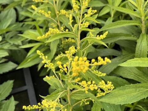 Solidago 'Golden Mosa'
