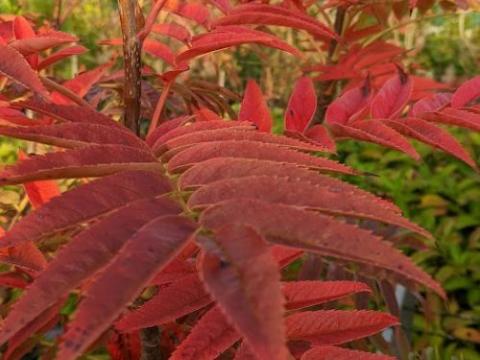 Sorbus 'Dodong'