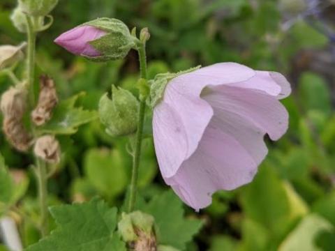 Spaeralcea remota (Iliamna)
