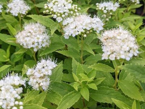 Spiraea japonica  'Albiflora'