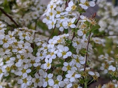 Spiraea arguta