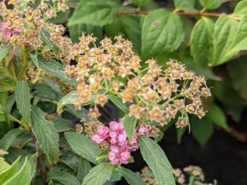 Spiraea japonica  Genpei' (Shirobana)