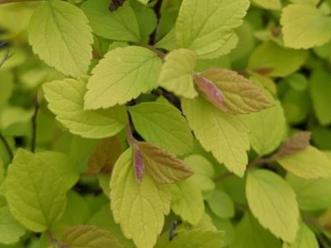 Spiraea japonica  'Golden Princess'